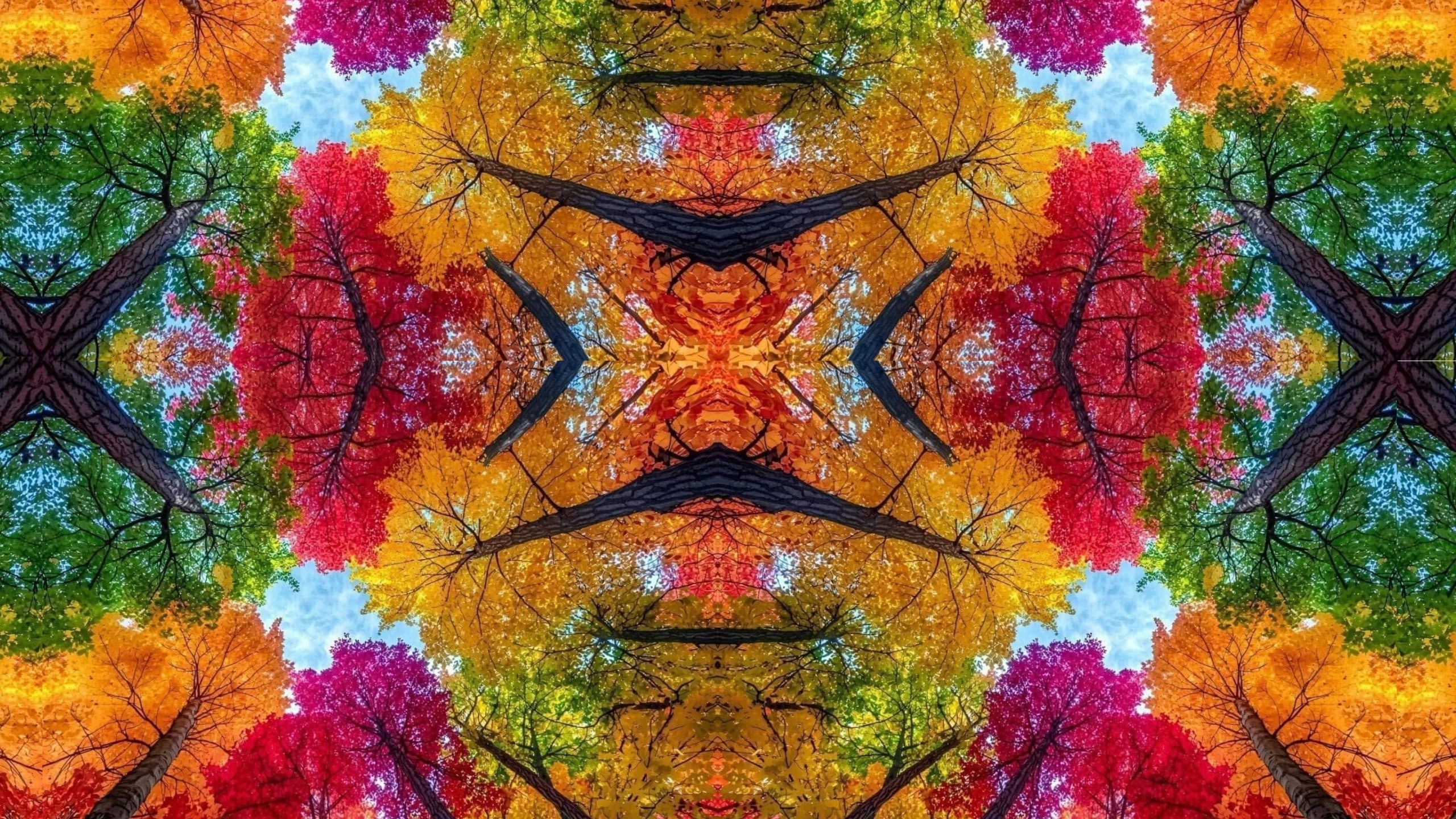 Vibrant autumn leaves in red, orange, yellow, green and pink radiate around dark tree trunks, creating a colourful abstract pattern.